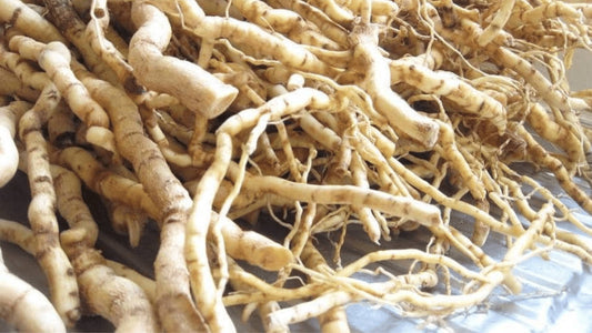 Enchanting Roots: The Culinary and Medicinal Wonders of Mondia Whitei