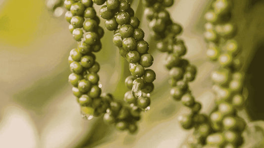 Penja Pepper: White Gold from Africa’s Volcanic Valley